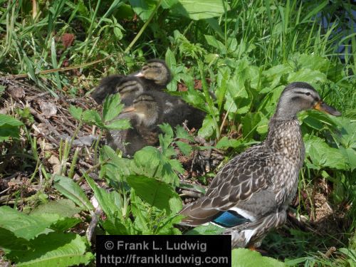 Duck Nest